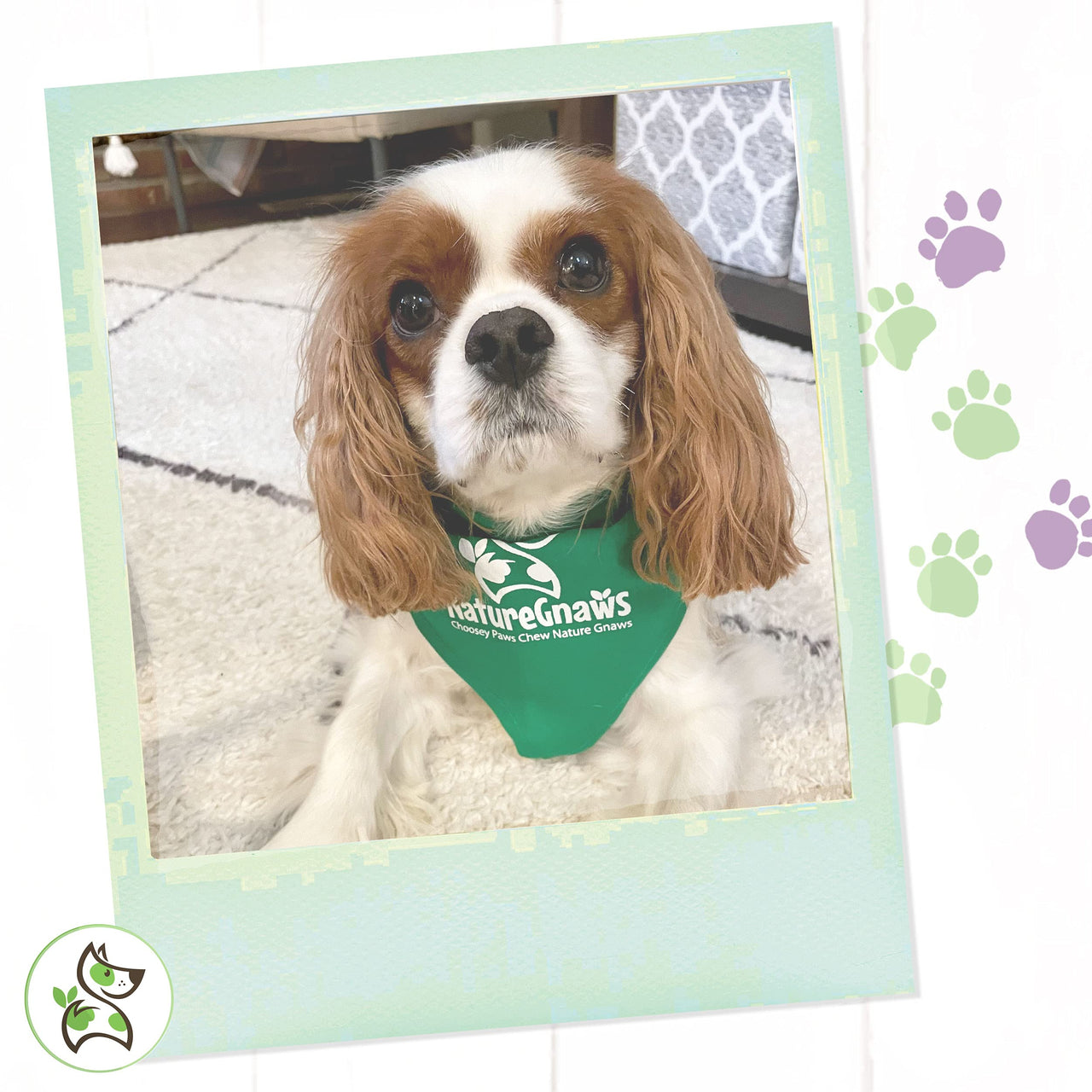 Nature Gnaws Super Skinny Bully Sticks for Small Dogs - Premium Natural Beef Dental Bones - Tasty Thin Dog Chew Treats for Toy Breeds & Puppies - Rawhide Free 15 Count (Pack of 1)