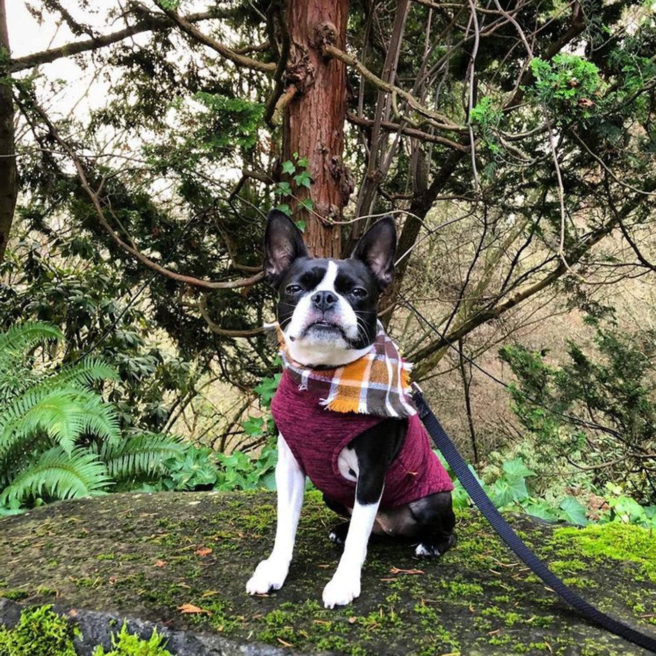 Gooby Zip Up Fleece Dog Sweater - Fuchsia Wash, X-Large - Warm Pullover Fleece Step-in Dog Jacket with Dual D Ring Leash - Winter Small Dog Sweater - Dog Clothes for Small Dogs Boy and Medium Dogs X-Large chest (~22.5")