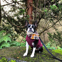 Gooby Zip Up Fleece Dog Sweater - Fuchsia Wash, Large - Warm Pullover Fleece Step-in Dog Jacket with Dual D Ring Leash - Winter Small Dog Sweater - Dog Clothes for Small Dogs Boy and Medium Dogs Large chest (~20