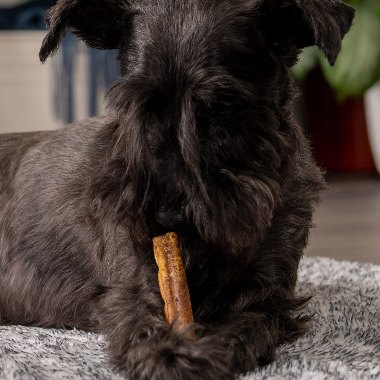 Pet Factory 100% Made in USA Beefhide 3-3.5" Mini Rolls Dog Chew Treats - Beef Flavor, 35 Count/1 Pack