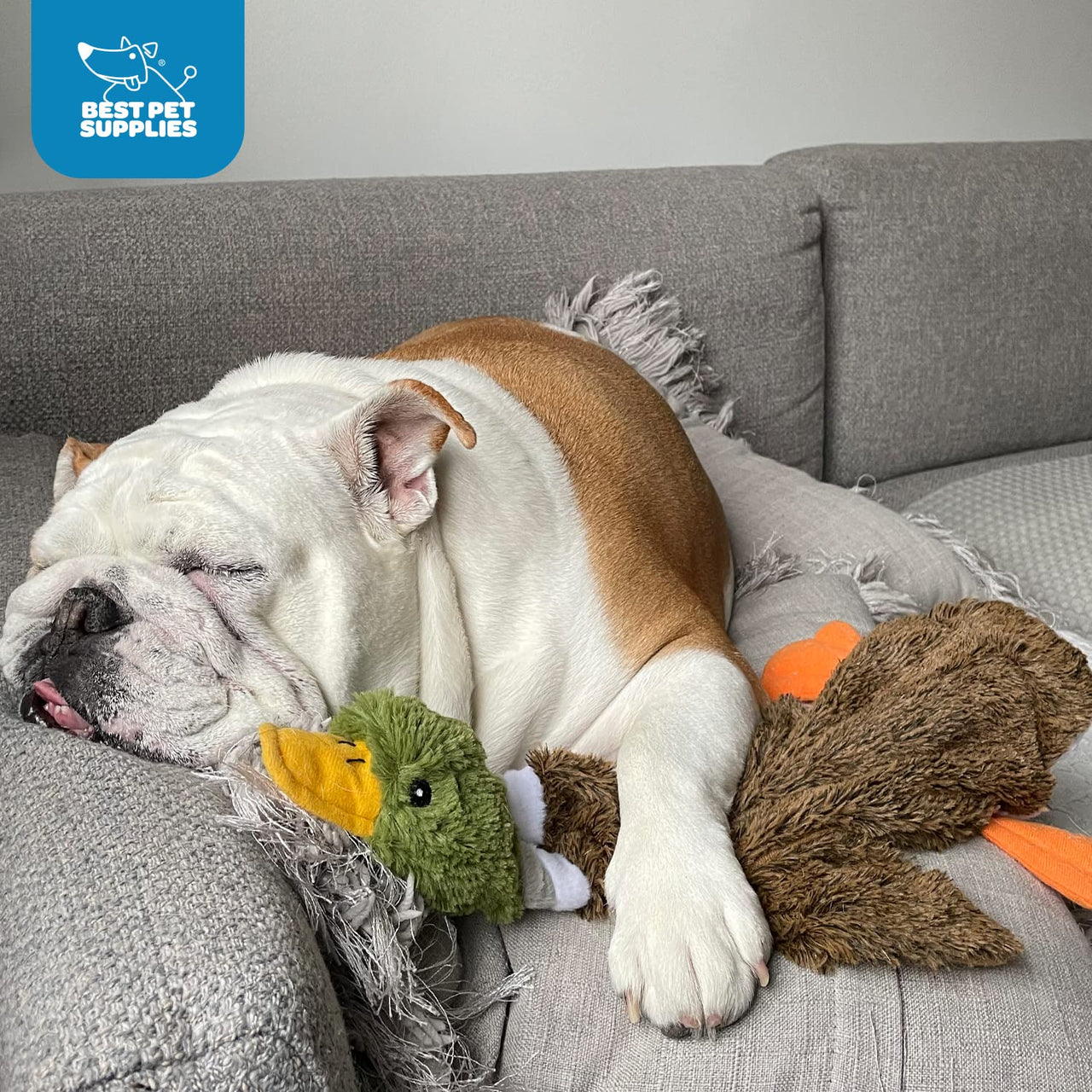 Best Pet Supplies 2-in-1 Stuffless Squeaky Dog Toys with Soft, Durable Fabric for Small, Medium, and Large Pets, No Stuffing for Indoor Play, Holds a Plastic Bottle - 1Wild Duck, Pig, Large Multicolor/Pig & Wild Duck