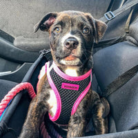 Voyager Step-in Air Dog Harness - All Weather Mesh Step in Vest Harness for Small and Medium Dogs by Best Pet Supplies - Pink Trim, L Harness (Black/Pink Trim) L (Chest: 18 - 20.5