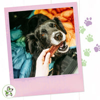 Nature Gnaws - Beef Jerky Chews for Small Dogs - Premium Natural Beef Gullet Sticks - Simple Single Ingredient Tasty Dog Chew Treats - Rawhide Free - 4-5 Inch 1 Count (Pack of 1)