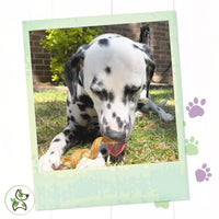 Nature Gnaws Bully Stick Springs for Dogs - Premium Natural Beef Dental Bones - Long Lasting Curly Dog Chew Treats for Aggressive Chewers - Rawhide Free 6 Count (Pack of 1)