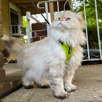Voyager Step-in Lock Cat Harness w Reflective Cat Leash Combo Set with Neoprene Handle 5ft - Supports Small, Medium and Large Breed Cats by Best Pet Supplies - Lime Green, XXXS Harness Leash Set (Lime Green) XXXS (Chest: 10.5 - 13