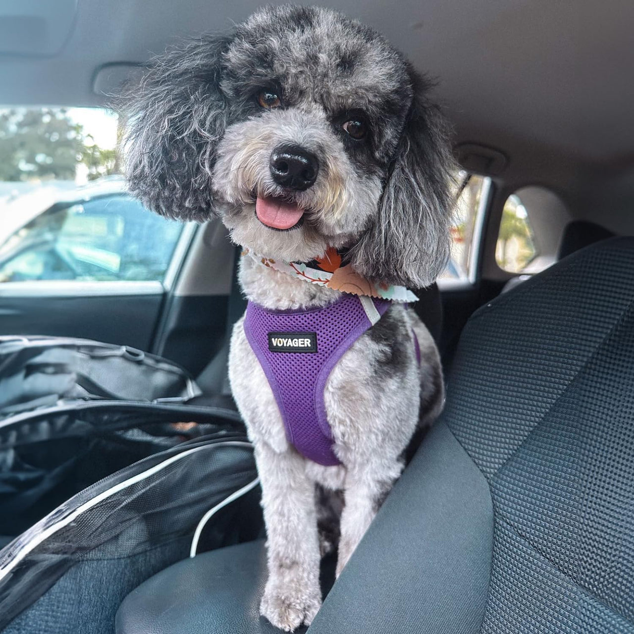 Voyager Step-in Air Dog Harness - All Weather Mesh Step in Vest Harness for Small and Medium Dogs and Cats by Best Pet Supplies - Harness (Purple), M (Chest: 16-18") Harness (Purple) M (Chest: 16 - 18")