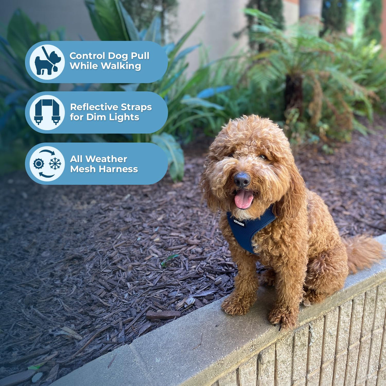 Air Frontier Mesh Dog Harness with Steel Leash D-Ring, Reflective Stitching, and Lightweight Breathable No-Pull Design, Adjustable Neck and Chest Straps for Small to Large Breeds - BUW, XS