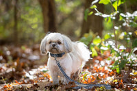 MLB PET Leash, Medium, San Diego Padres Dog Leash, Baseball Team Leash for Dogs & Cats. A Shiny & Colorful Dog & Cat Leash with Emboridered Team Name/Logo Licensed by the MLB