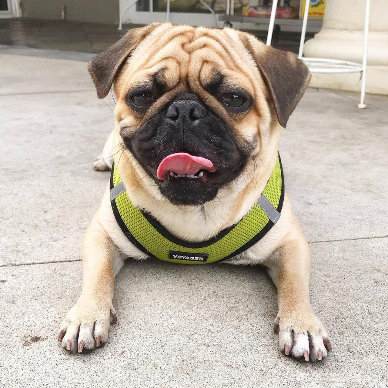 Voyager Step-in Air Dog Harness - All Weather Mesh Step in Vest Harness for Small and Medium Dogs and Cats by Best Pet Supplies - Harness (Lime Green/Black Trim), XL (Chest: 20.5-23") Harness (Lime Green/Black Trim) XL (Chest: 20.5 - 23")