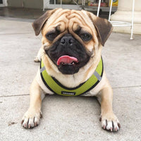 Voyager Step-in Air Dog Harness - All Weather Mesh Step in Vest Harness for Small and Medium Dogs and Cats by Best Pet Supplies - Harness (Lime Green/Black Trim), XL (Chest: 20.5-23