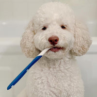 Nylabone Advanced Oral Care Dog Dental Kit Original Flavor 2.5 oz.