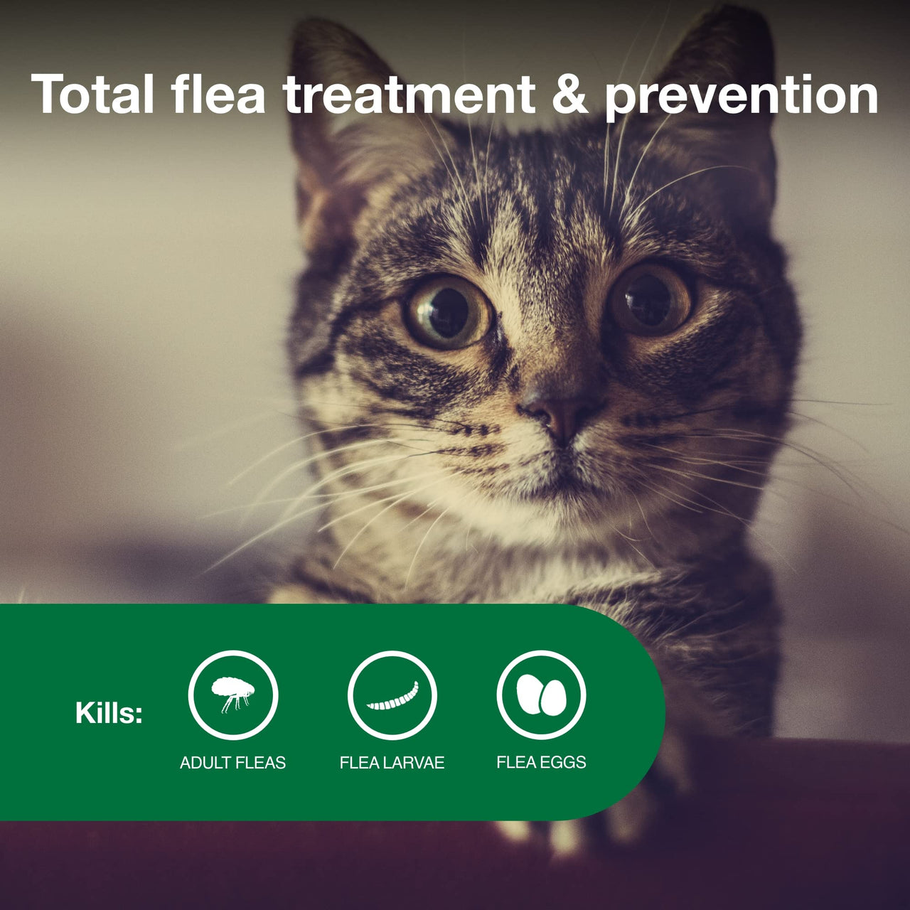 Advantage II Small Cat Vet-Recommended Flea Treatment & Prevention | Cats 5-9 lbs. | 2-Month Supply 2 Pack Small Cat only