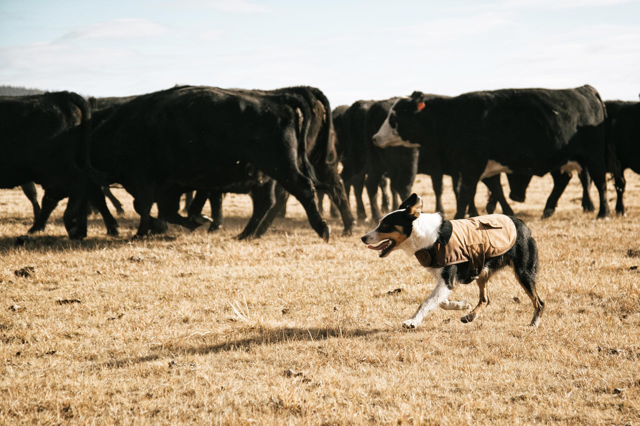 Carhartt Firm Duck Insulated Dog Chore Coat Black , Medium