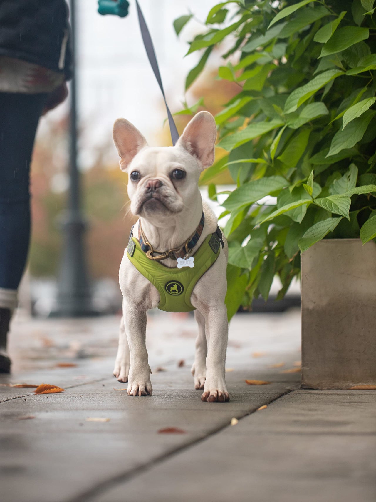 Gooby Escape Free Memory Foam Harness - Green, Large - No Pull Step-in Small Dog Harness with Four Point Adjustment - Perfect on The Go Dog Harness for Medium Dogs No Pull and Small Dogs Large Chest (16.5~24.25")