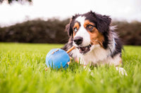 Planet Dog Orbee-Tuff Blue Guru Interactive Treat-Dispensing Puzzle Dog Toy