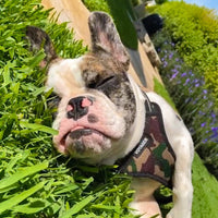 Best Pet Supplies Voyager Adjustable Dog Harness with Reflective Stripes for Walking, Jogging, Heavy-Duty Full Body No Pull Vest with Leash D-Ring, Breathable All-Weather - Army/Black Trim, S Harness (Army/Black Trim) S (Chest: 15 - 18