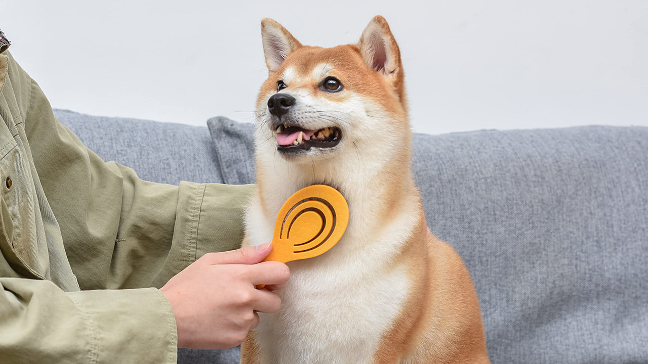 Burts Bees for Pets Porcupine Bristle Brush for Puppies and Small Dogs with Handle Made from Recycled Plastics Collected from Coastal Communities | Flex-head Grooming Brush for Dogs