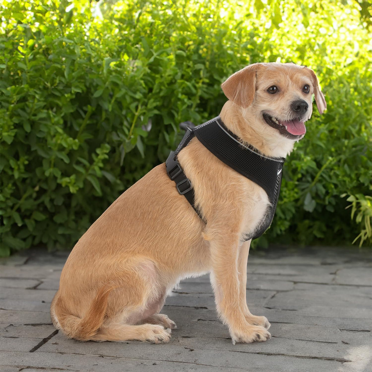 Aerolite No Pull Mesh Dog Harness with Lightweight, Soft, Breathable Chest Coverage, Reflective Stitching, and Adjustable Straps for Walking, Running, Training, Heavy Duty and Durable - Black, S