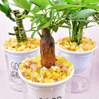 SigMntun Yellow Agate Crystal Chips Bulk, Natural UNDYED - 10 oz (283g) Tumbled Stones for Crafts Decorative Rocks Planters, Healing Crystals Reiki Chakra Meditation Energy Balancing Therapy 10 Oz - Yellow Agate