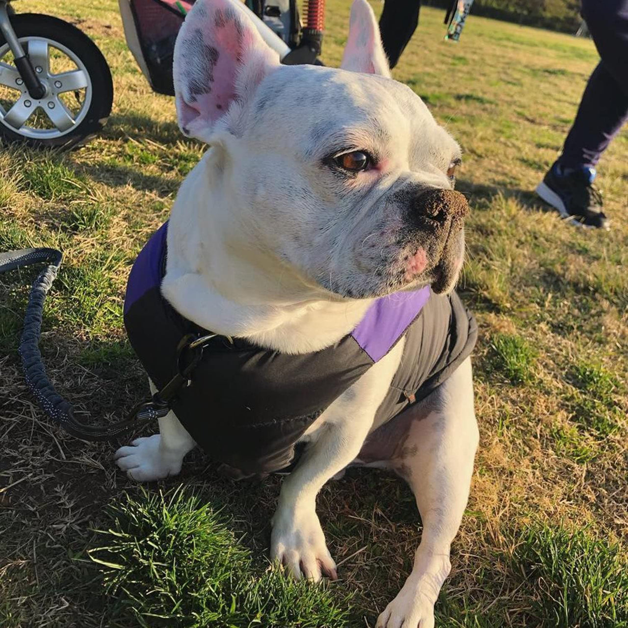 Gooby Padded Vest Dog Jacket - Purple, Large - Warm Zip Up Dog Vest Fleece Jacket with Dual D Ring Leash - Winter Water Resistant Small Dog Sweater - Dog Clothes for Small Dogs and Medium Dogs Large Chest (20.25") 1