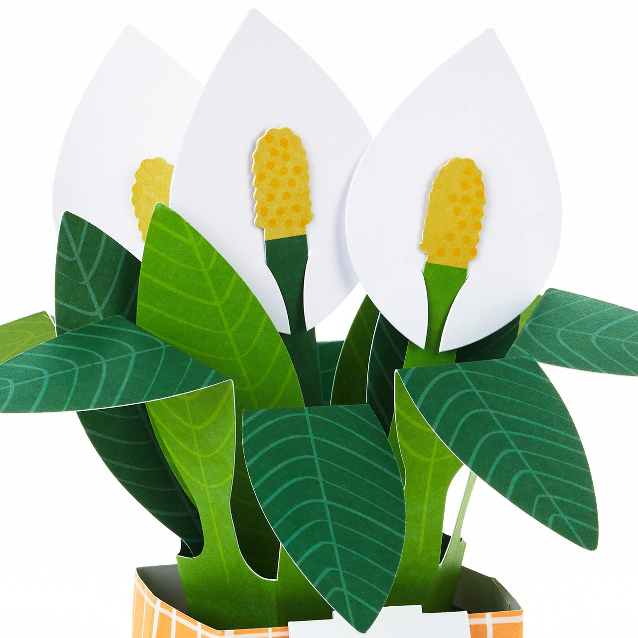 Hallmark Paper Wonder Pop Up Card (Potted Peace Lily) for Mother's  Day, Birthday, Administrative Professionals Day, Nurses Day, Thinking of You, Congrats, Get Well, or Any Occasion