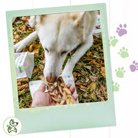 Nature Gnaws Braided Bully Sticks for Dogs - Premium Natural Beef Dental Bones - Long Lasting Dog Chew Treats for Aggressive Chewers - Rawhide Free 3 Count (Pack of 1) 3 Count (Pack of 1)