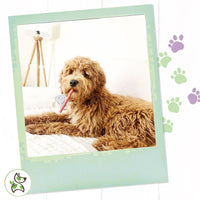 Nature Gnaws Bully Sticks for Large Dogs - Premium Natural Beef Dental Bones - Thick Long Lasting Dog Chew Treats for Aggressive Chewers - Rawhide Free , 5 Count (Pack of 1) 5 Count (Pack of 1)