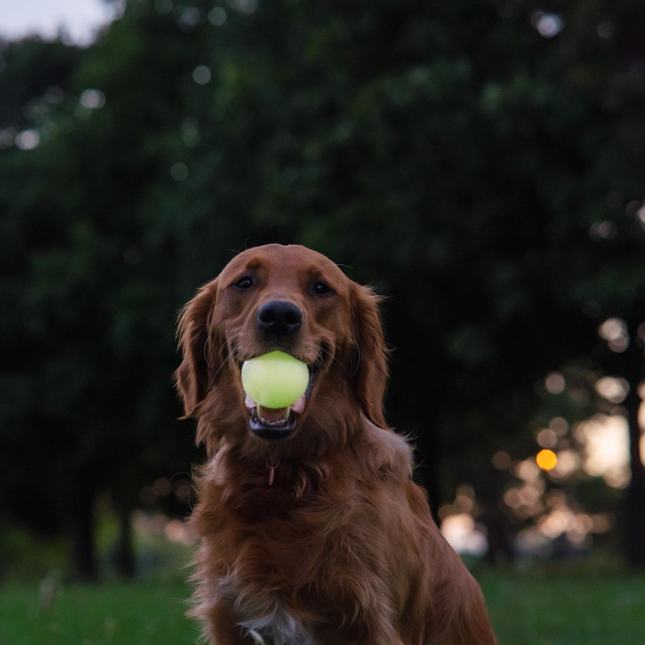 Harry Barker Rubber Balls and Rubber Chew Stick, Rubber Bone for Dogs - 2.5" Glow Balls
