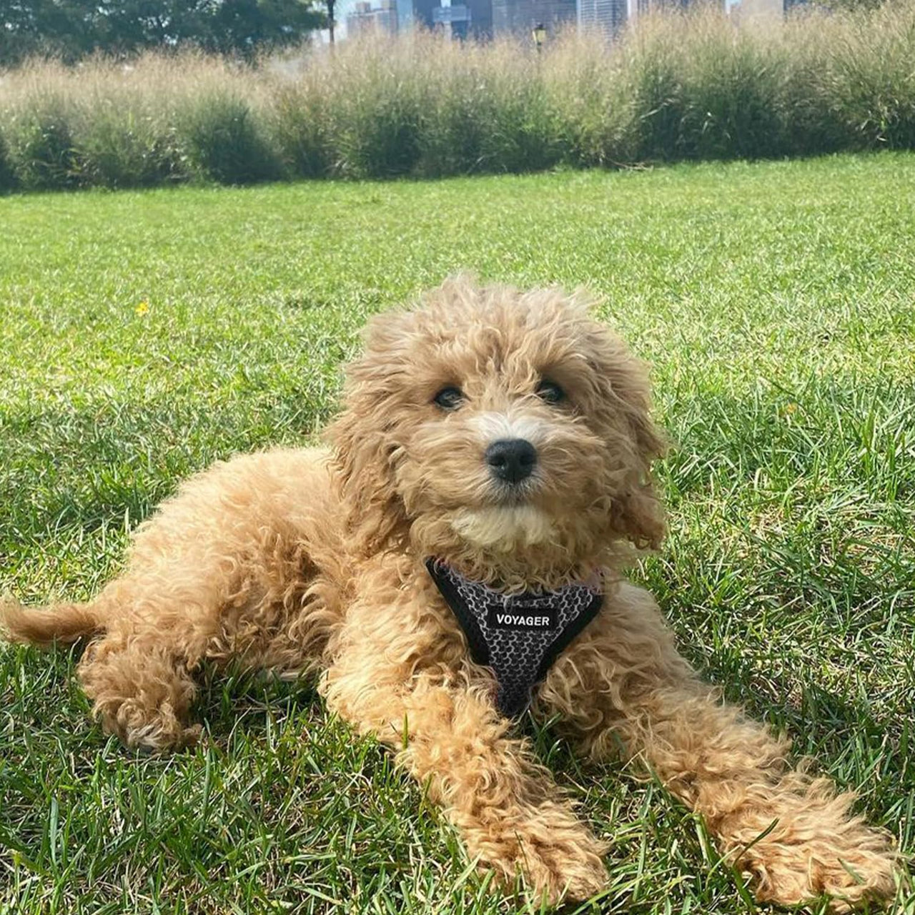 Voyager Step-in Air Dog Harness - All Weather Mesh Step in Vest Harness for Small and Medium Dogs and Cats by Best Pet Supplies - Harness (Gray 2-Tone), L (Chest: 18-20.5")