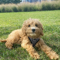 Voyager Step-in Air Dog Harness - All Weather Mesh Step in Vest Harness for Small and Medium Dogs and Cats by Best Pet Supplies - Harness (Gray 2-Tone), L (Chest: 18-20.5