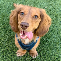 Voyager Step-in Air Dog Harness - All Weather Mesh Step in Vest Harness for Small and Medium Dogs and Cats by Best Pet Supplies - Harness (Blue), XS (Chest: 13-14.5