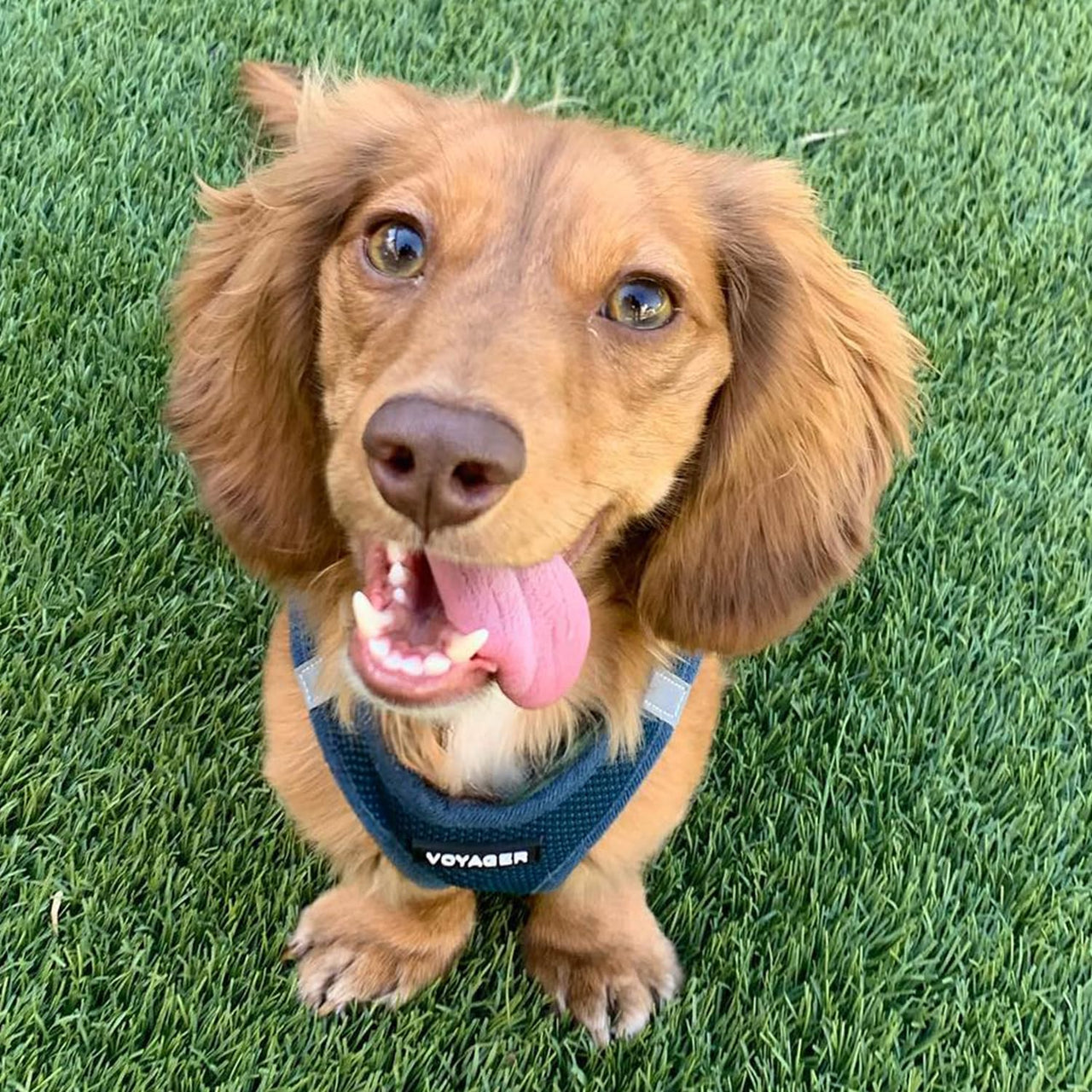 Voyager Step-in Air Dog Harness - All Weather Mesh Step in Vest Harness for Small and Medium Dogs and Cats by Best Pet Supplies - Harness (Blue), XX-Small Harness (Blue) XXS (Chest: 11.5 - 13" * Fit Cats)