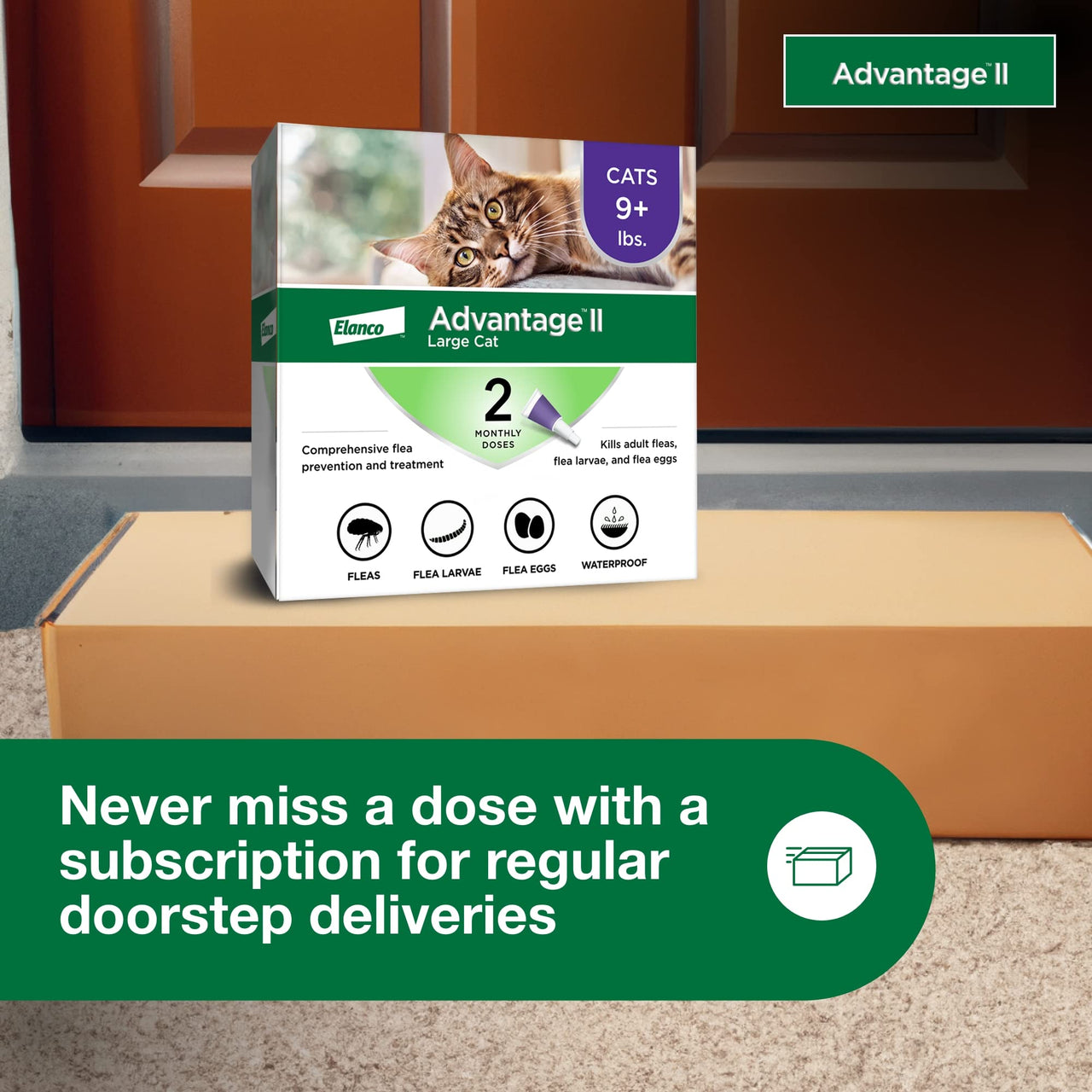Advantage II Large Cat Vet-Recommended Flea Treatment & Prevention | Cats Over 9 lbs. | 2-Month Supply 2-Pack Large Cat only