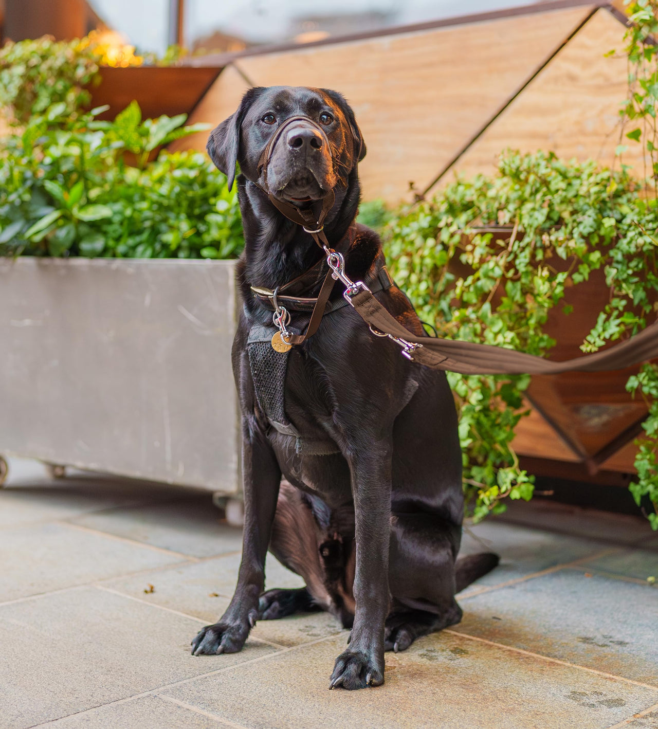 HALTI Training Leash - Multifunctional Double-Ended Dog Leash, Ideal for Anti-Pulling Dog Training. Lightweight & Durable. Suitable for Medium to Large Dogs & Puppies (Size Large, Deep Walnut, 2m)