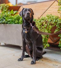 HALTI Training Leash - Multifunctional Double-Ended Dog Leash, Ideal for Anti-Pulling Dog Training. Lightweight & Durable. Suitable for Small to Medium Dogs & Puppies (Size Small, Deep Walnut, 2m)