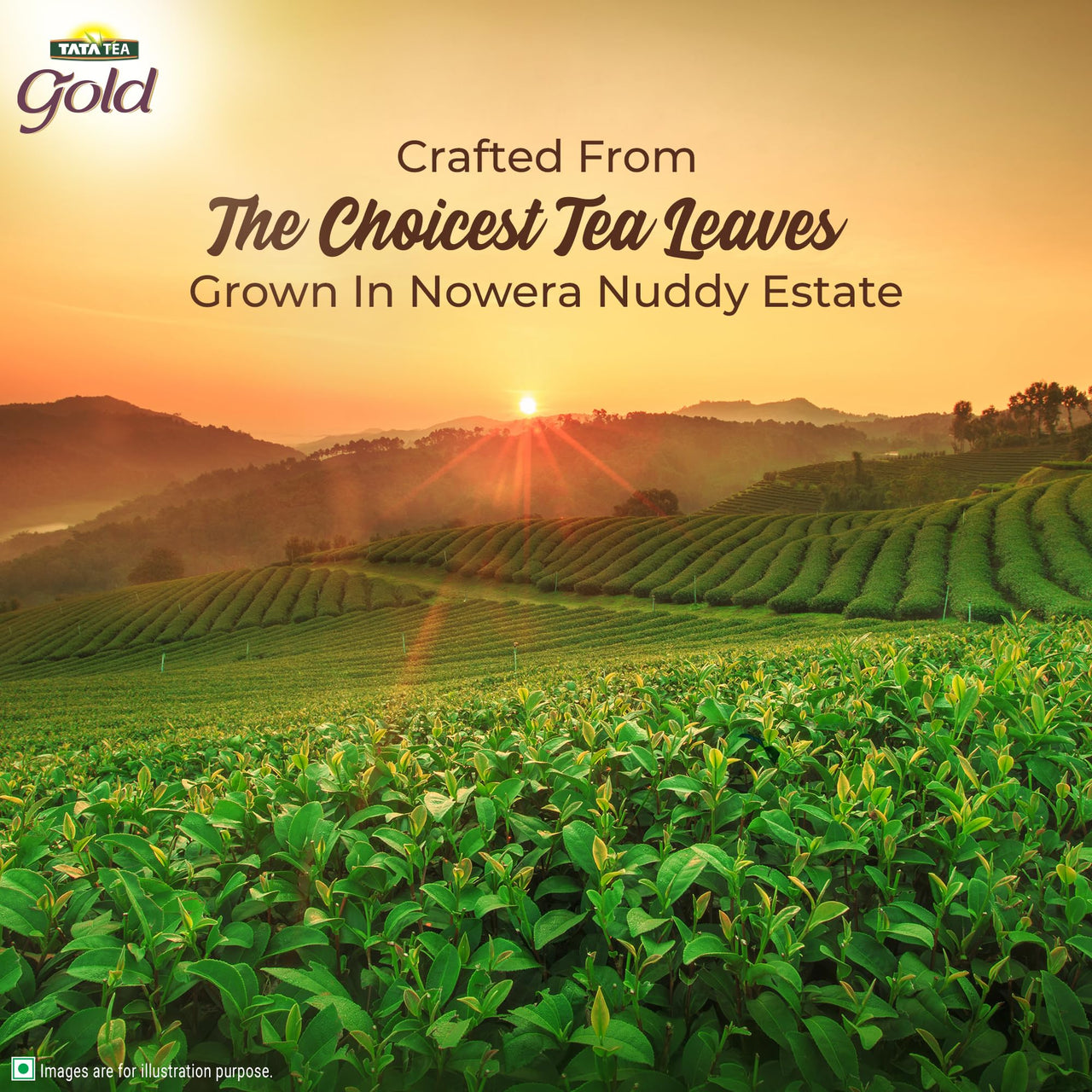 Tata Tea Gold Kashir Noon Chai, 500 Gram, Long Green Tea Leaves, Kashmiri Noon Tea