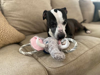 Jolly Pets Jolly Tug-a-Mal Giraffe Tug/Squeak Toy, Large