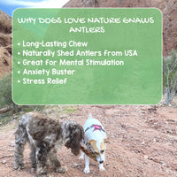 Nature Gnaws Elk Antlers for Large Dogs - Premium Natural USA Antler - Long Lasting Dog Bones for Aggressive Chewers - 5-8 Inch Mix of Split and Whole 5 Count (Pack of 1)