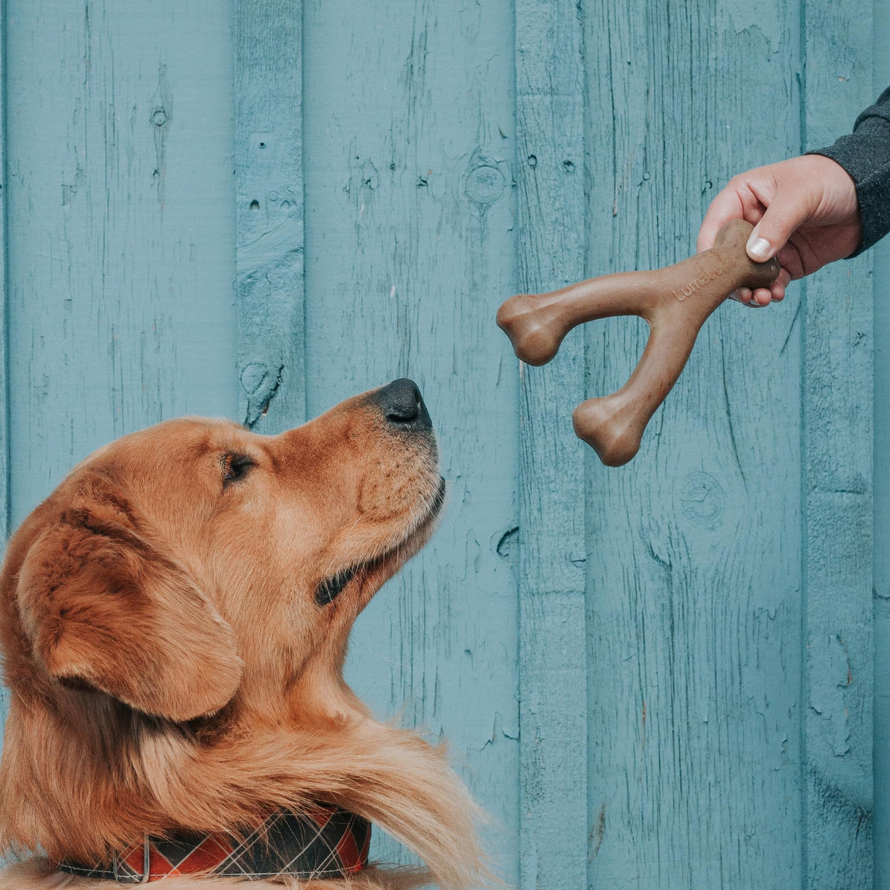 Real Bacon Medium 3-Pack Durable Dog Chew Toys for Aggressive Chewers, Made in USA – Wishbone, Zaggler, Stick Wishbone, Stick, Zaggler Medium - 3-Pack Pet Toy