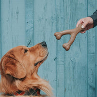 Real Bacon Medium 3-Pack Durable Dog Chew Toys for Aggressive Chewers, Made in USA – Wishbone, Zaggler, Stick Wishbone, Stick, Zaggler Medium - 3-Pack Pet Toy