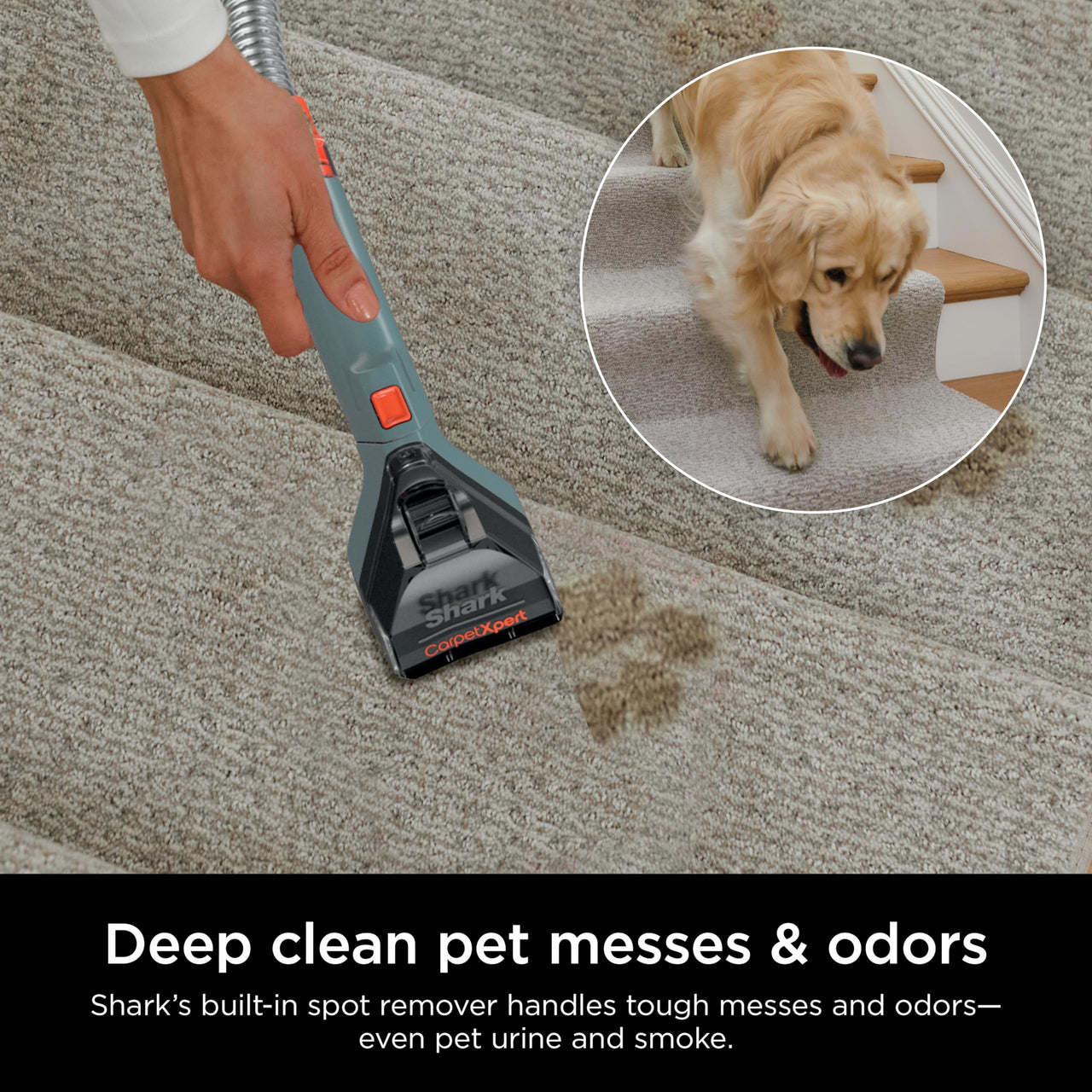 Shark EX201 CarpetXpert Upright Carpet, Area Rug & Upholstery Cleaner with StainStriker, Built-in Spot & Stain Cleaner, Perfect for Pets, Deep Cleaning & Tough Stain Removal, Carpet Shampooer, Cyan Shark CarpetXpert with StainStriker