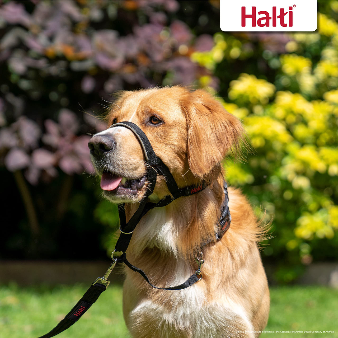 HALTI Headcollar - To Stop Your Dog Pulling on the Leash. Adjustable, Reflective and Lightweight, with Padded Nose Band. Dog Training Anti-Pull Collar for Large Dogs (Size 4, Black)