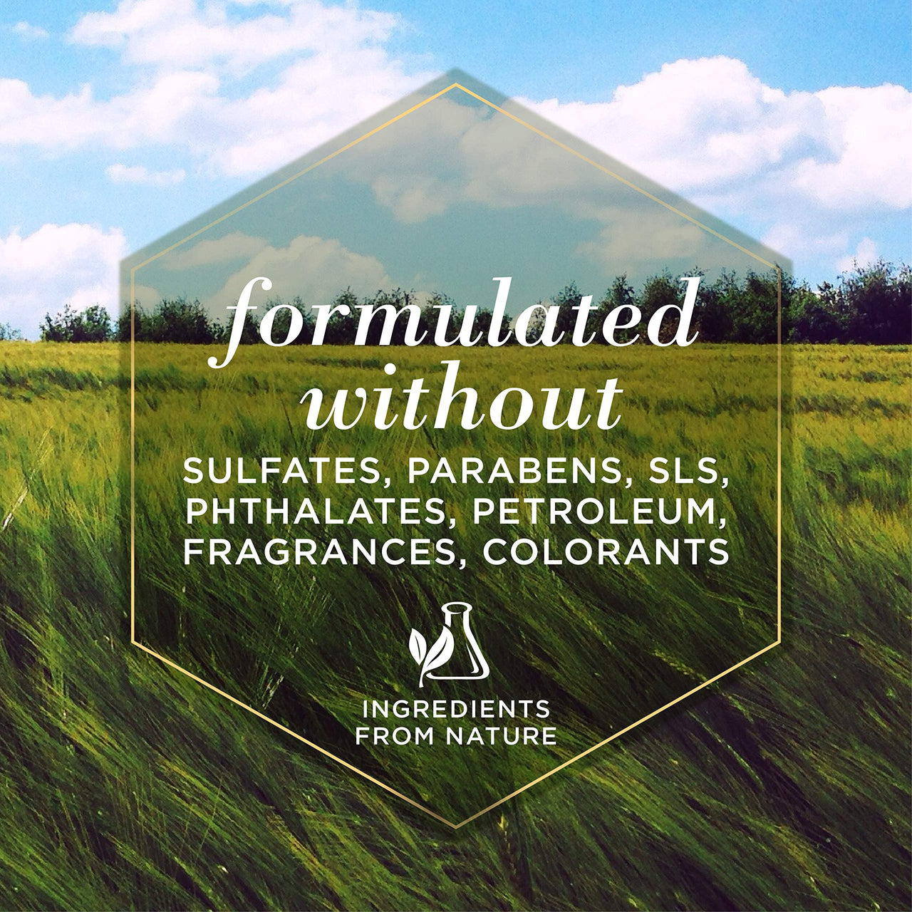 Burt's  Bees for Pets Oatmeal Conditioner with Colloidal Oat Flour & Honey | Dog Oatmeal Shampoo, Cruelty Free, Sulfate & Paraben Free, pH Balanced for Dogs - Made in the USA | 10 Oz - 2 Pack