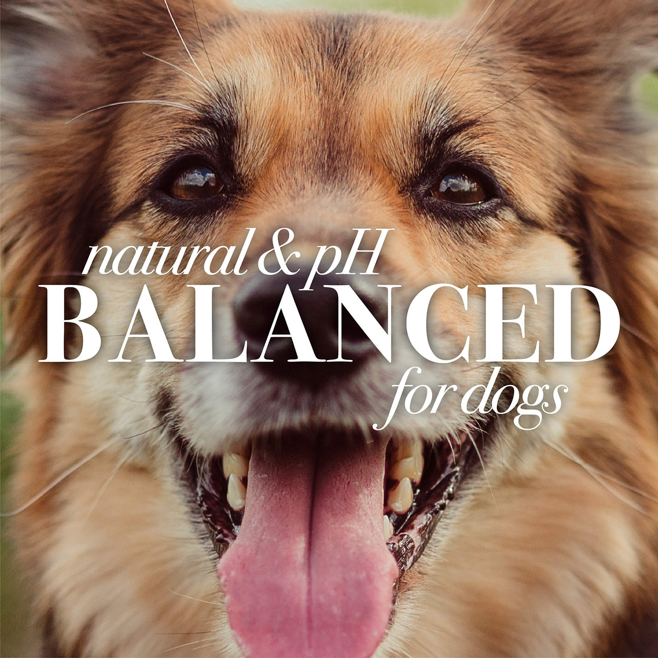 Burt's  Bees for Pets Dogs All-Natural Itch Soothing Spray with Honeysuckle | Best Anti-Itch Spray For All Dogs And Puppies With Itchy Skin | 10 Ounces - Pack of 2 10 oz - 2 Pack