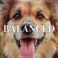 Burt's  Bees for Pets Dogs All-Natural Itch Soothing Spray with Honeysuckle | Best Anti-Itch Spray For All Dogs And Puppies With Itchy Skin | 10 Ounces - Pack of 2 10 oz - 2 Pack