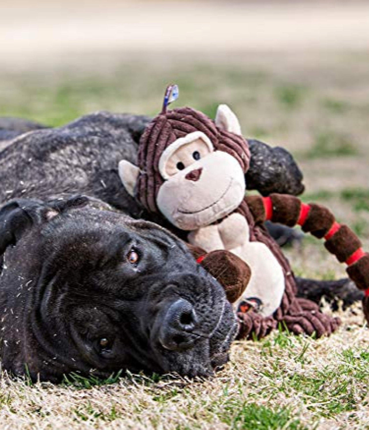 Outward Hound Thunda Tugga Cow Plush & Squeaky Dog Tug Toy Black and White Thunder Tuggerz