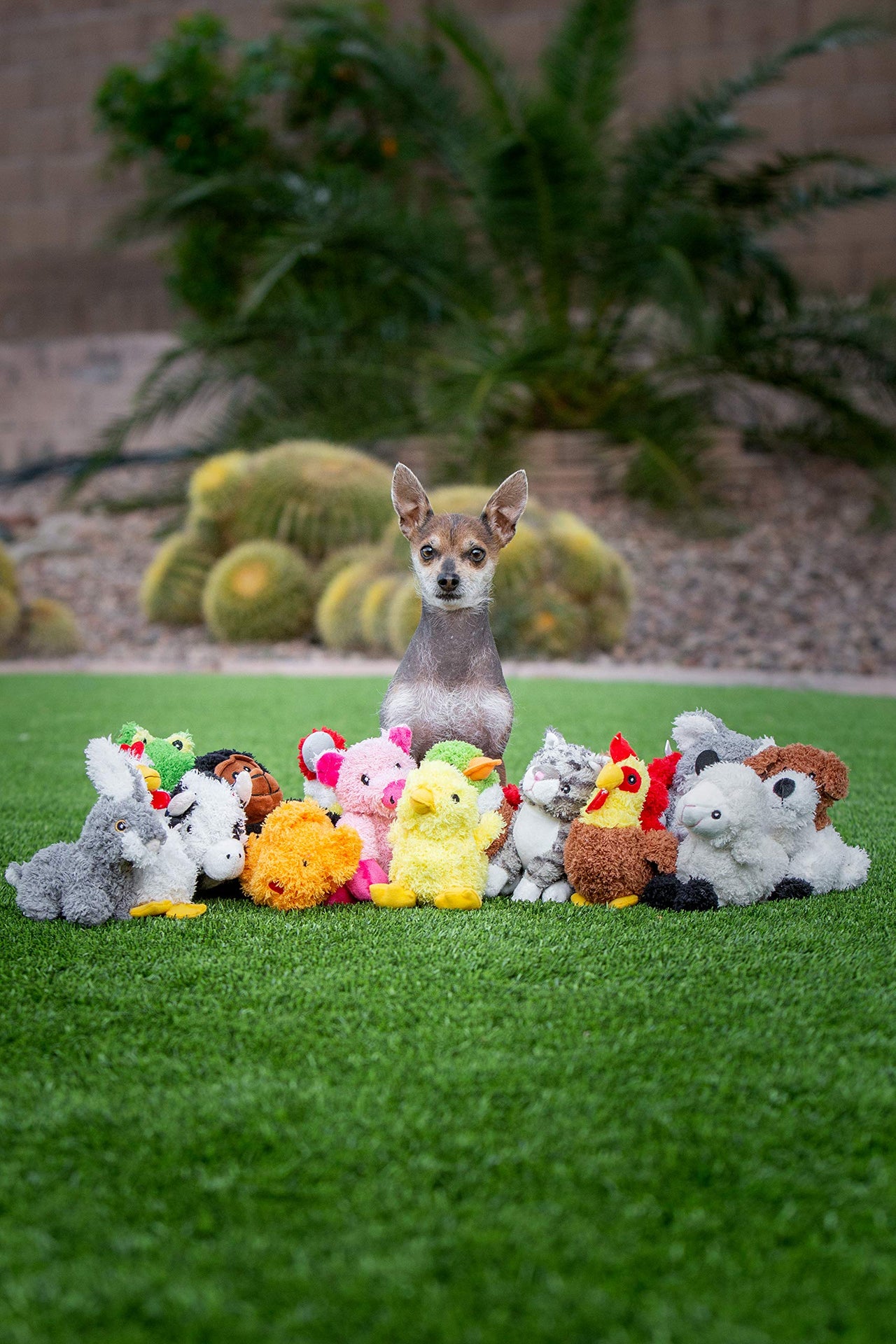 Multipet Look Who's  Talking Dog Toy, Chicken