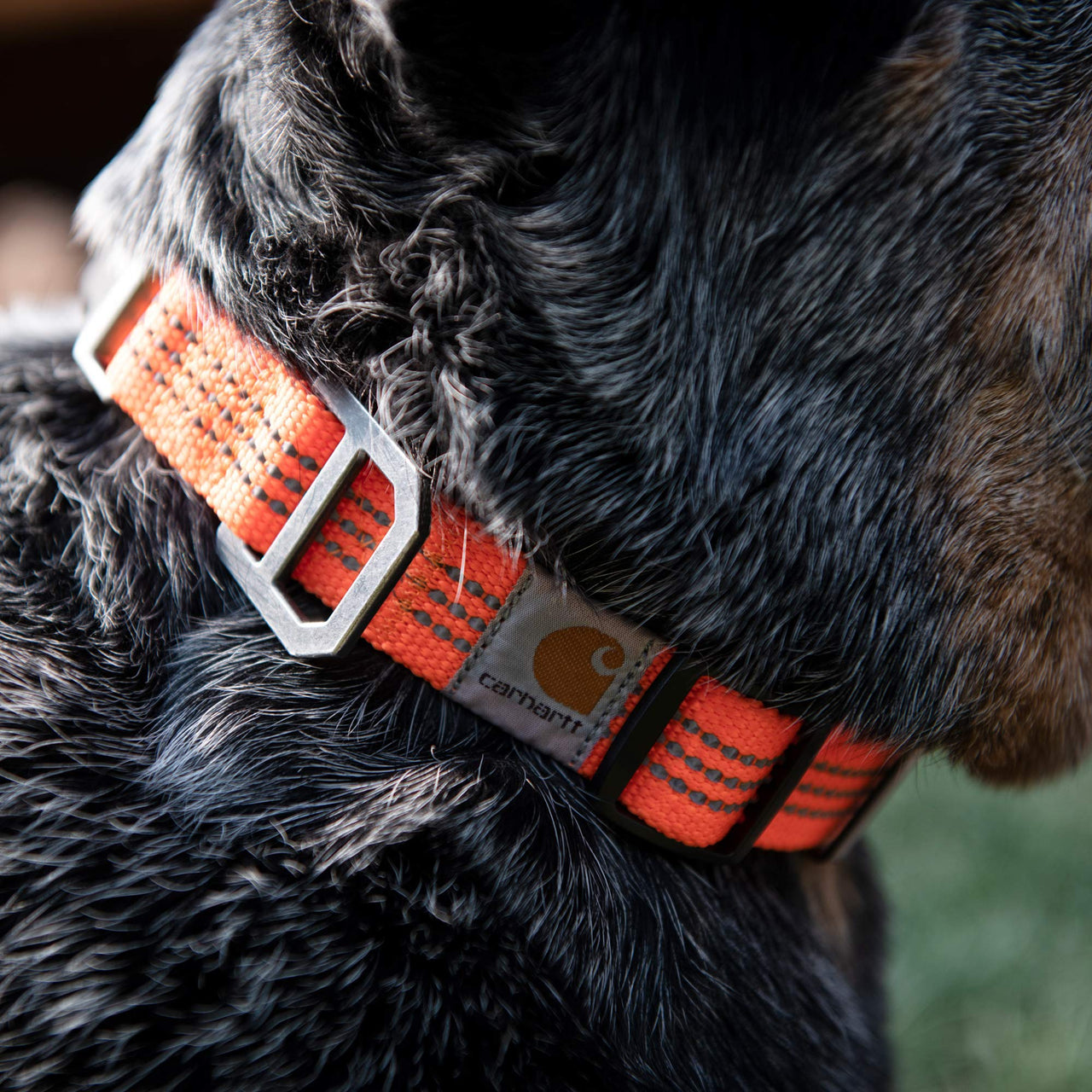 Carhartt Dog Collar Hunter Orange/Brushed Nickel Large