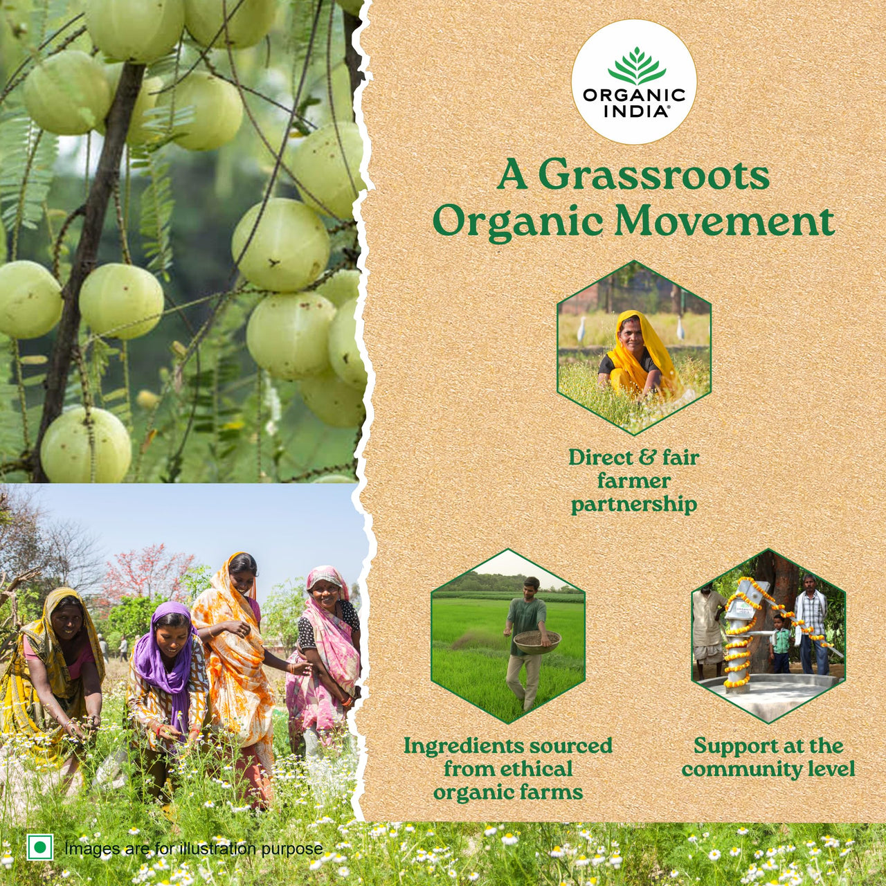 A TATA Product - Organic India Tulsi Green Tea Classic - 25 Tea Bags, Uplifts Mood, Rich in Antioxidants, Blend of Rama, Krishna & Vana Tulsi, Certified Organic