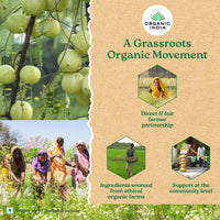 A TATA Product - Organic India Tulsi Green Tea Classic - 25 Tea Bags, Uplifts Mood, Rich in Antioxidants, Blend of Rama, Krishna & Vana Tulsi, Certified Organic